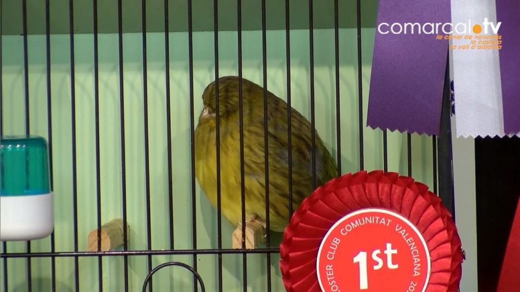 II Concurs Internacional de Criadors Gloster