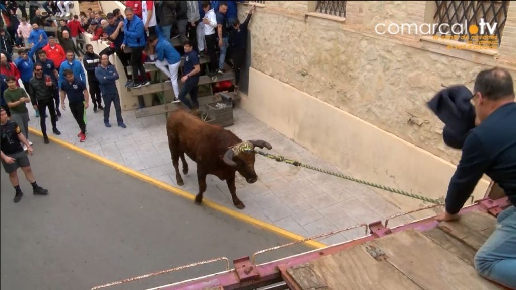 Aielo de Malferit celebra la festa del bou en corda