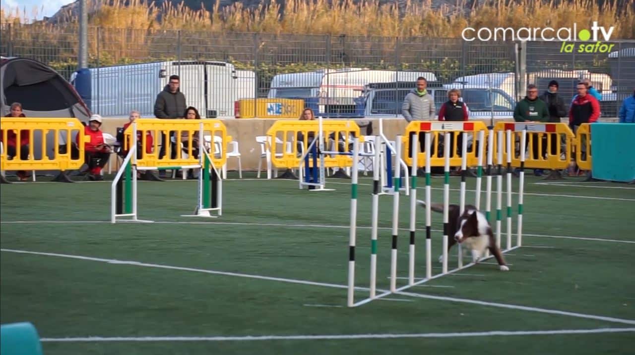 Campionat d’Espanya Agility a Tavernes de la Valldigna