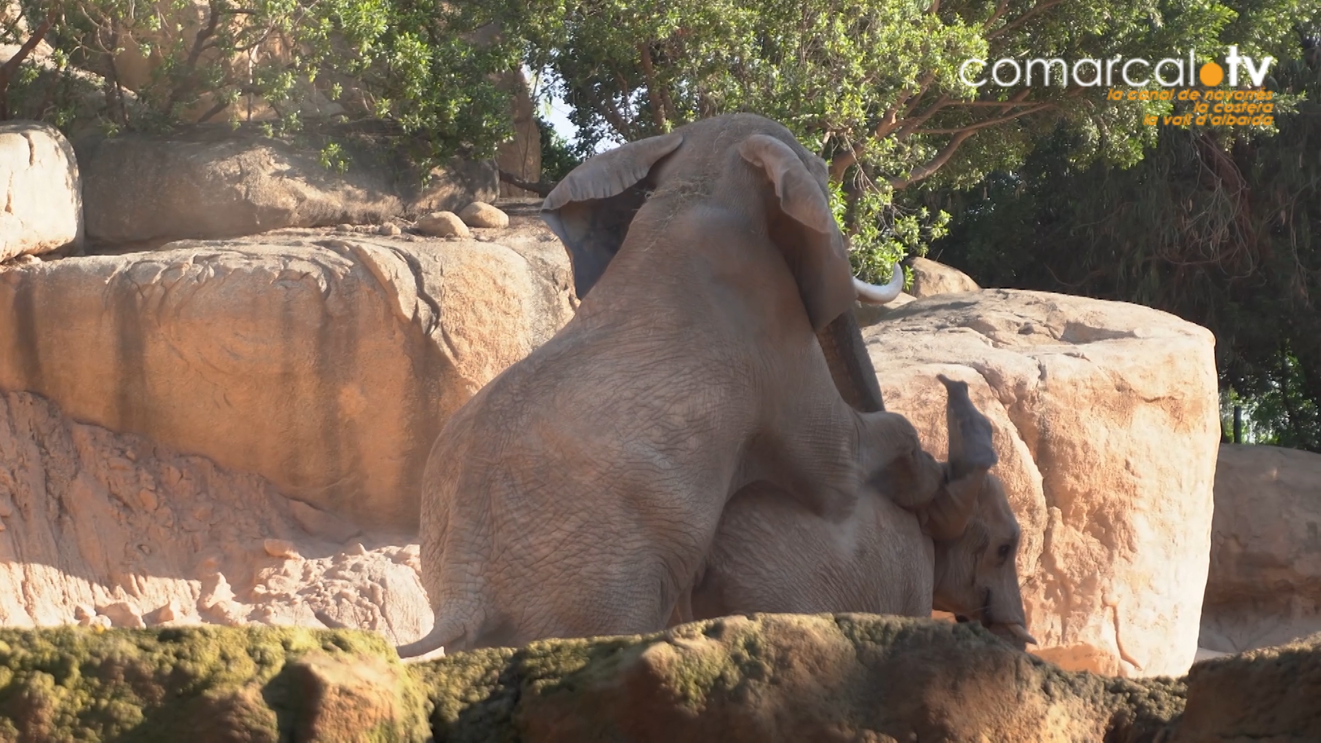 Primeres còpules del mascle d'elefant de BIOPARC València amb les femelles del ramat