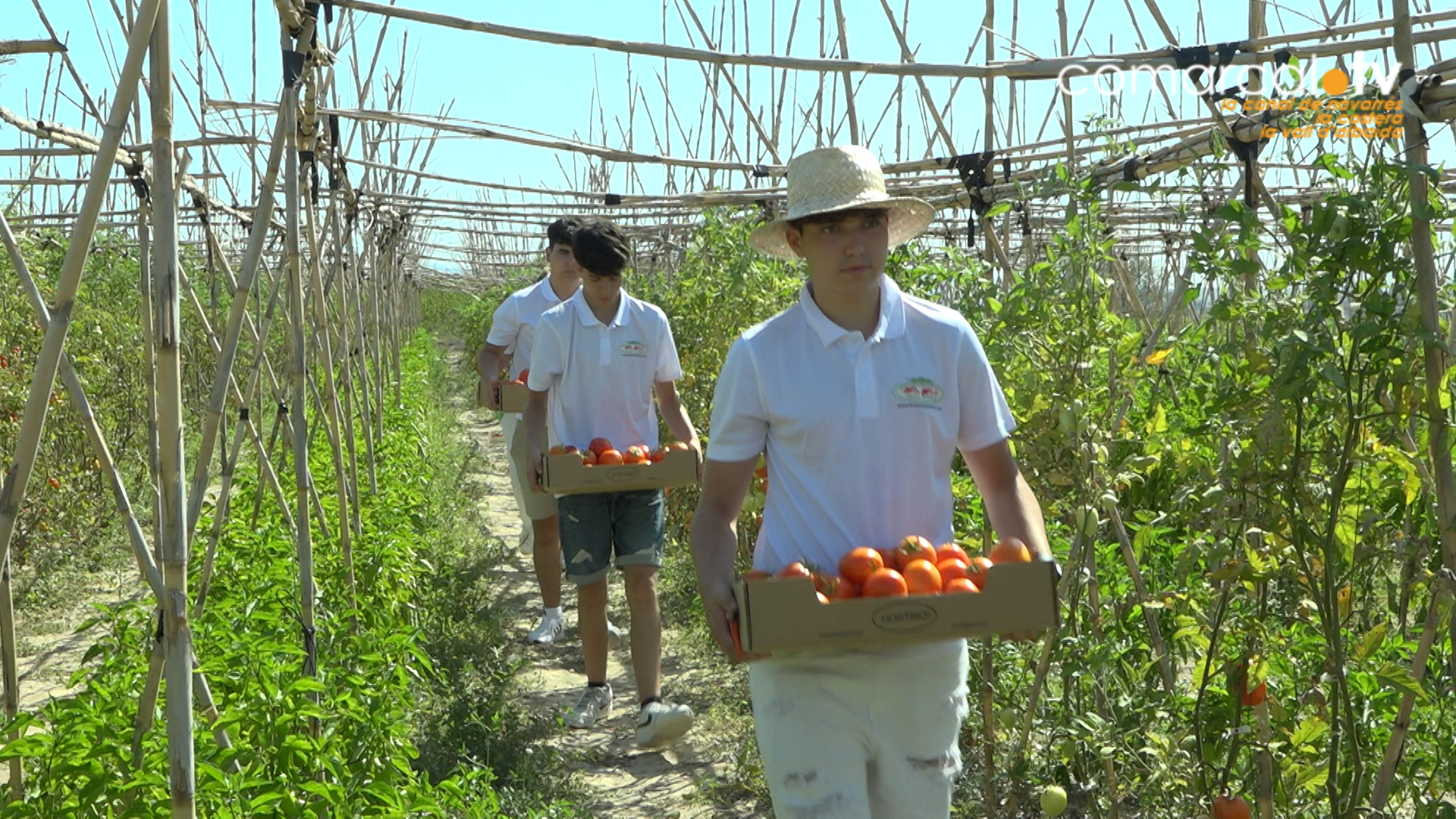 La tomaca de la Tomatina de Bunyol es produeixen a la Vall d’Albaida